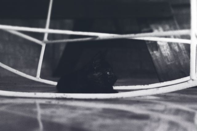 Black cat resting quietly beneath metal structure, creating a serene and moody atmosphere. Useful for projects related to pets, indoor spaces, tranquility, and emotional storytelling through photography.