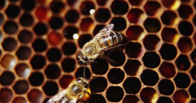 Worker Bees on Honeycomb in Beehive - Download Free Stock Images Pikwizard.com