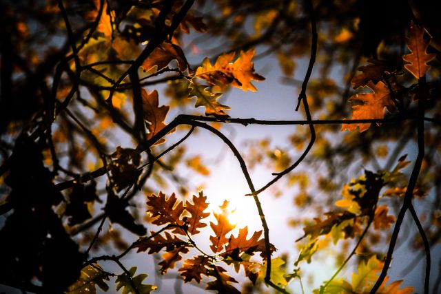 Close up view of Autumn Leaves on tree branch against sun in the sky. Autumn season concept 