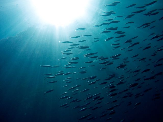 School of Fish Swimming Underwater with Sunlight - Download Free Stock Photos Pikwizard.com