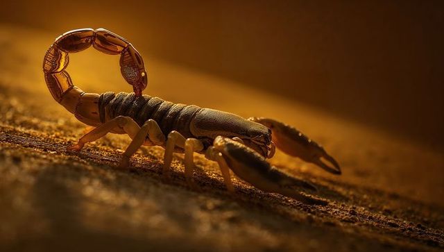 Desert scorpion raising curved tail on warm amber sand with dramatic backlight
