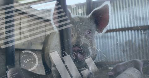 Pig Farming and Digital Financial Analytics Fusion - Download Free Stock Images Pikwizard.com
