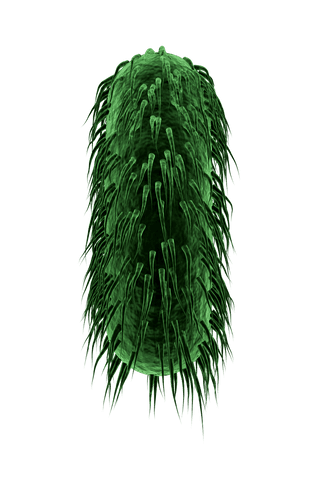 abstract green furry shape on transparent background full of texture - Download Free Stock Videos Pikwizard.com