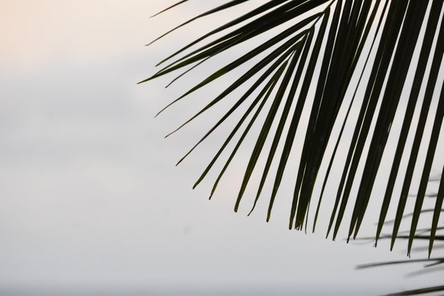 Depicts close-up of a tropical palm leaf with a blurred sky backdrop. Perfect for use in relaxation and wellness themes, nature illustrations, minimalistic designs, or travel promotions emphasizing serene and exotic locations.