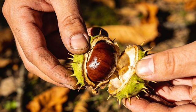 Hands opening spiky chestnut husk revealing glossy conker on autumn leaf-littered ground