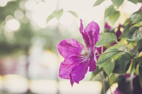 Vibrant Purple Clematis Blooming on Vine with Soft Bokeh Garden Background