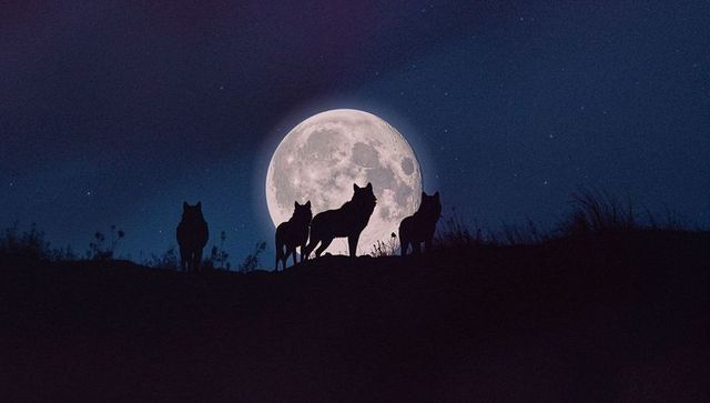 Silhouetted Wolves Against Illuminated Full Moon Night