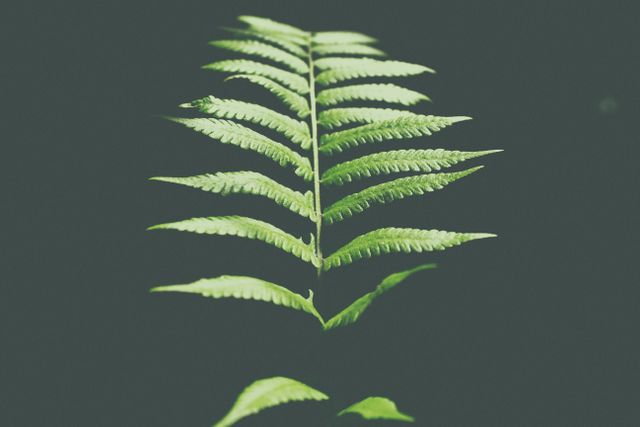 Image showcases a single bright green fern leaf with detailed fronds on dark background. Ideal for use in nature-themed designs, botanical studies, backgrounds for web or graphic design, and wellness articles.