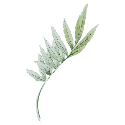 Transparent watercolor fern frond visible veins curved pinnate botanical illustration