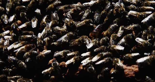 Close-Up of Honey Bees Swarming Around Hive - Download Free Stock Images Pikwizard.com