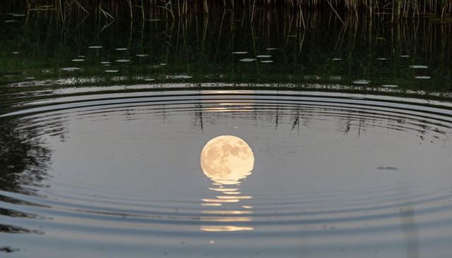 Full moon reflecting on pond creating concentric ripples and light column at twilight