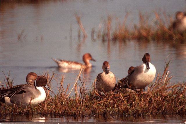 Wild Ducks in Tranquil Wetland Habitat - Download Free Stock Photos Pikwizard.com