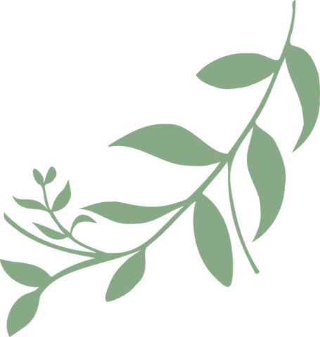 stylized green botanical branch with leaves on transparent background - Download Free Stock Videos Pikwizard.com