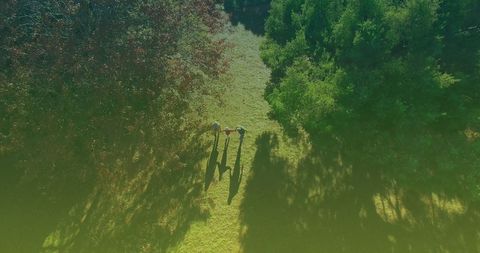 Aerial View of Family Walking in Sunlit Park