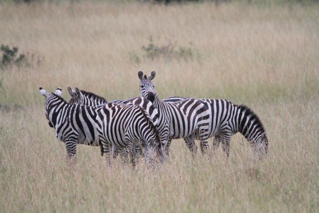 Group of Zebras Grazing in a Serene Grassland - Download Free Stock Photos Pikwizard.com