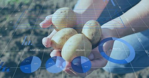 Hands holding small potatoes while displaying digital farm data overlay and charts