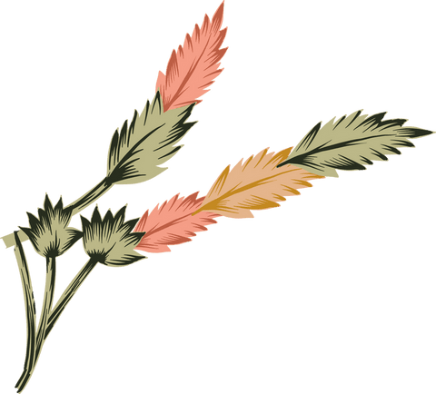 Hand-Drawn Botanical Stems with Pastel Feathers on Transparent Background - Download Free Stock Videos Pikwizard.com