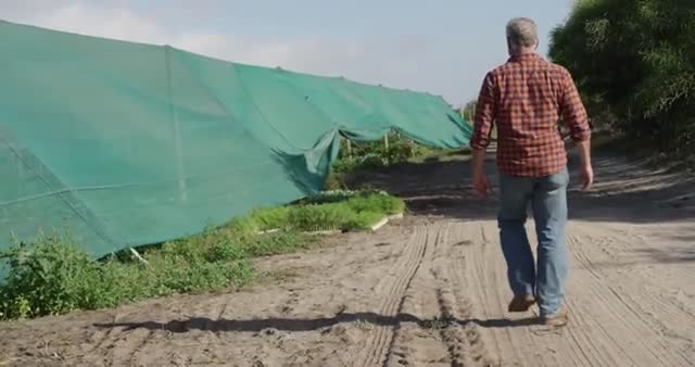 A mature Caucasian farmer walking in an organic agricultural field beside green netting. Suitable for editorial use or illustrating topics on sustainable agriculture, rural living, farming techniques, or organic crop cultivation.