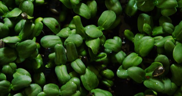 Close-up texture of fresh green microgreens sprouting from soil. Ideal for articles on urban gardening, healthy eating, fresh produce, and growth processes in plants. Suitable for illustrating agricultural blogs, organic farming content, and nutritional guides.
