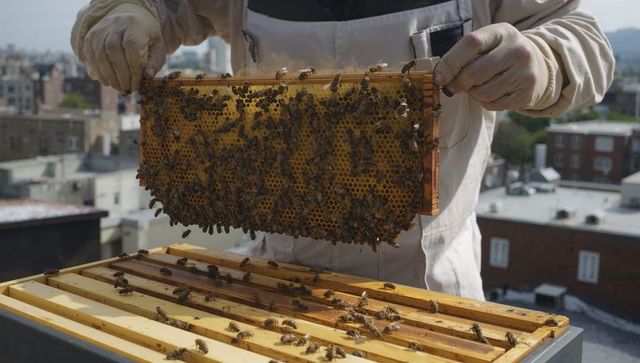 Urban beekeeper inspecting honeycomb frame on rooftop hive with city skyline