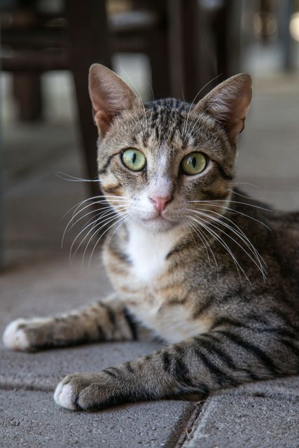 Green-Eyed Tabby Cat Lying on Pavement in Outdoor Setting - Download Free Stock Photos Pikwizard.com