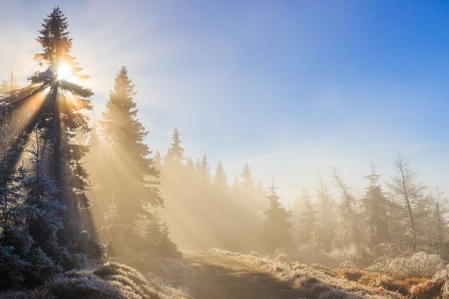 Sunlight Filtering Through Frosty Pine Forest at Dawn - Download Free Stock Photos Pikwizard.com