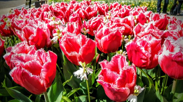 Lush red tulips with fringed white edges blooming amidst green leaves. Captures essence of spring and nature's beauty, suitable for nature-themed projects, floral decor, gardening tips, and springtime promotions.