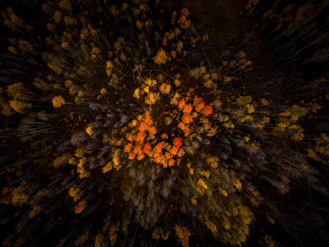 Top-down view of a forest in autumn with vibrant orange and red trees mixed among the greenery. Ideal for seasonal promotions, nature-themed blogs, backgrounds, and eco-friendly campaigns.