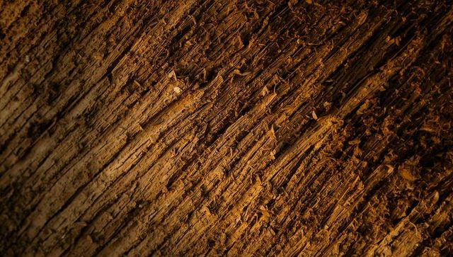 Diagonal fibrous tree bark texture in warm amber light close-up macro surface detail hd