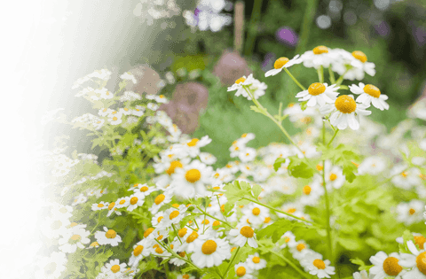transparent chamomile blossoms expansive meadow vector - Download Free Stock Videos Pikwizard.com