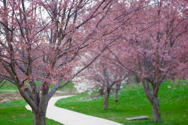 Spring Pathway through Cherry Blossom Trees in Bloom - Download Free Stock Photos Pikwizard.com