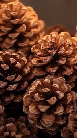 Vertical macro video of pine cones shifting camera to reveal warm textured closeups and details