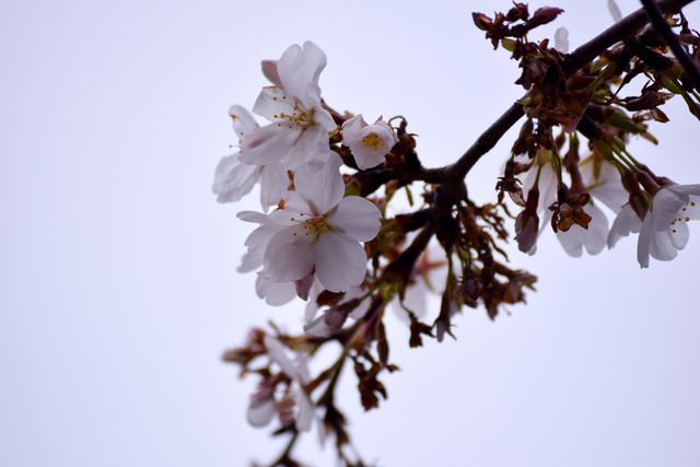 Cherry Blossom Branch Against Clear Sky in Spring - Download Free Stock Photos Pikwizard.com