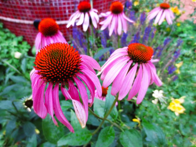Bright coneflowers with pink petals and distinctive orange centers in a lush garden, ideal for illustrating gardening themes, nature scenes, and outdoor summer activities. Perfect for use in articles about gardening tips, botanical studies, and backyard decoration.