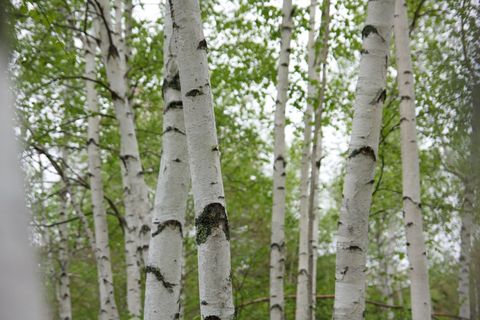 Scenic birch forest with lush birch leaf foliage