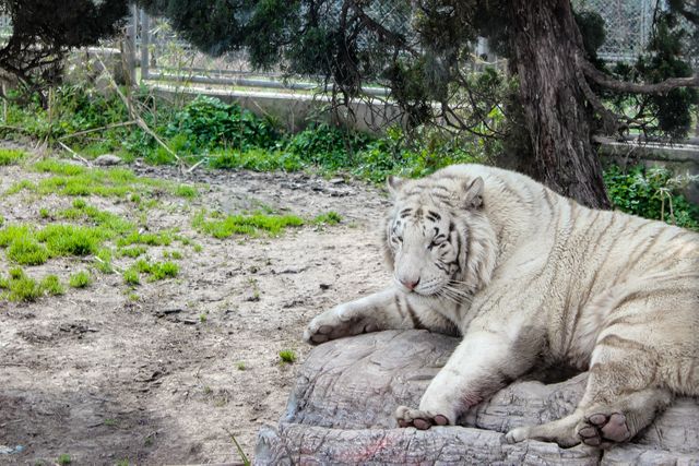 White tiger resting on a log in a zoo habitat. The tiger appears relaxed, lying peacefully with its head resting on its paws. Ideal for wildlife conservation campaigns, educational materials focused on big cats, and animal enthusiasts. This image highlights the natural beauty and majesty of this endangered species.