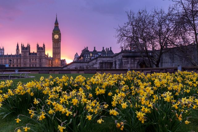 Big Ben is set against a vibrant sunset with blooming daffodils in the foreground. Perfect for travel brochures, websites about London tourism, or seasonal greeting cards. Highlights famous landmarks and the beauty of nature.