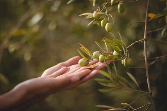 Hands gently touching olive tree branch with green olives in farm. Ideal for themes related to agriculture, organic farming, nature, rural life, and harvest season. Suitable for use in articles, blogs, and advertisements promoting sustainable farming, gardening, and natural produce.