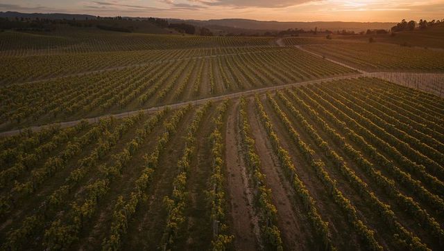 Vines basking in golden-hour sunset glow, stretching across rolling vineyard rows and road