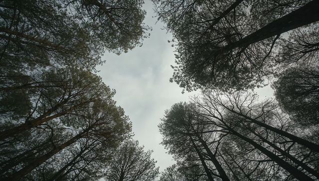 Circular conifer canopy looking up overcast sky tall pine trunks converging