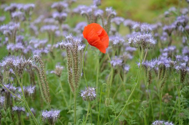 This vibrant image showcases a lone red poppy contrasting beautifully with blue wildflowers in a lush green meadow. Perfect for spring-themed designs, nature blogs, gardening articles, and floral backgrounds.