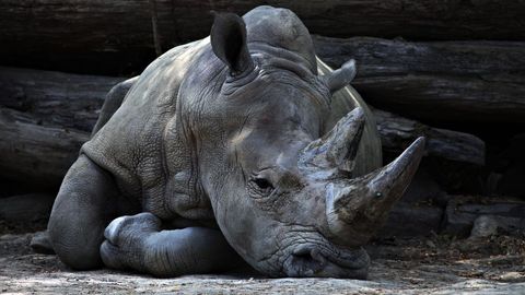 Resting rhinoceros on ground with weathered horn wrinkled skin calm expression