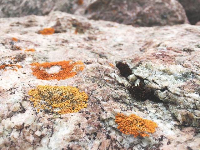 Close-up view of colorful lichens growing on rough rock surface, showcasing intricate natural textures and bright orange and yellow patterns. Ideal for nature backgrounds, scientific illustrations, and environmental education materials.