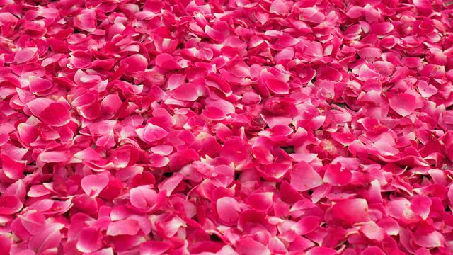 Dense spread of vibrant pink rose petals creating a romantic and natural backdrop. Ideal for use in wedding decor inspirations, romantic themes, floral designs, beauty products promotion, natural backgrounds for greeting cards, and seasonal displays.
