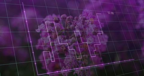 Macro purple blossom displaying transparent grid, magenta data plot and numeric label