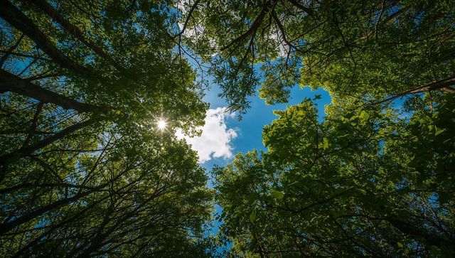 Sunburst Peeking Through Circular Canopy Opening Framing Blue Sky in Dense Green Woodland