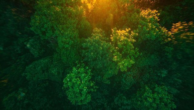 Sunlight Filtering Through Dense Green Forest Canopy