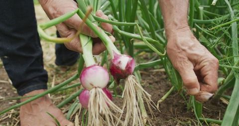 Senior man harvesting organic onions in garden