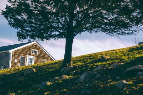 Sunlit Cottage and Lone Tree on Rocky Hill