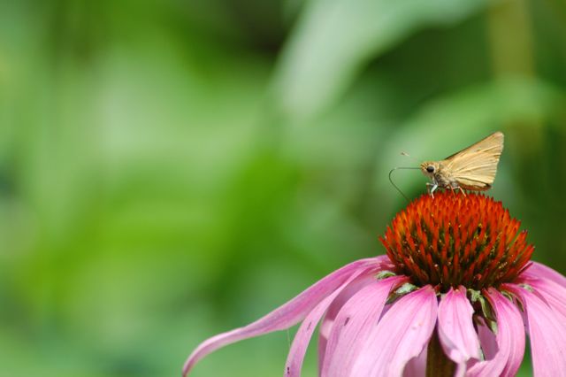Small butterfly resting on a vibrant purple flower head against a blurred bright green background. Useful for nature blogs, garden-themed websites, entomology articles, educational publications, and anything related to summer wildlife and natural beauty.